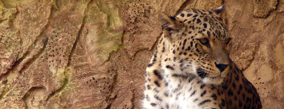 手机号轰在线轰炸免费下载